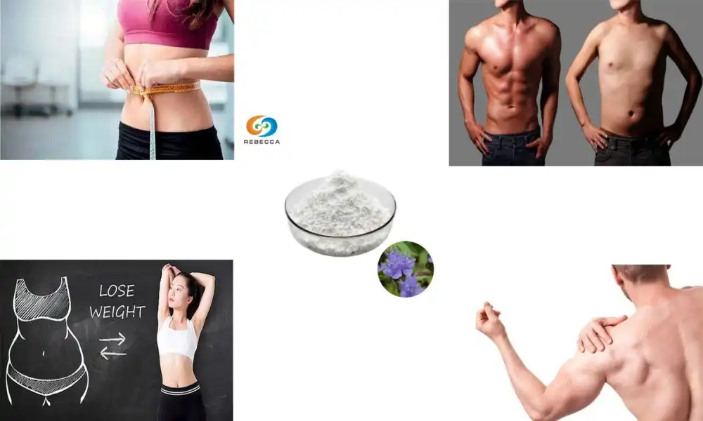 Is ecdysterone safe?